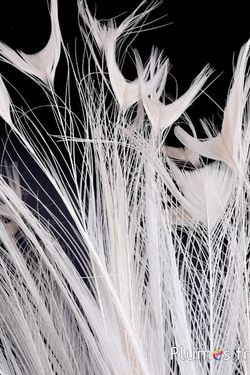 Witte pauw zonder ogen – 50–60 cm – natuurlijk wit–crème